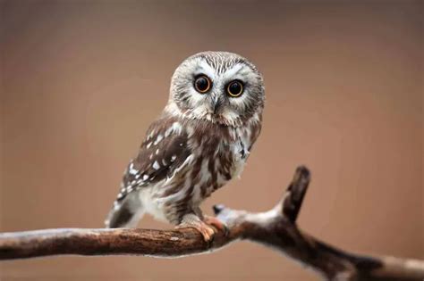 Owls in Michigan (11 Species with Pictures) - Wild Bird World