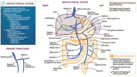 Portal vein anatomy, function, embolization, thrombosis & hypertension