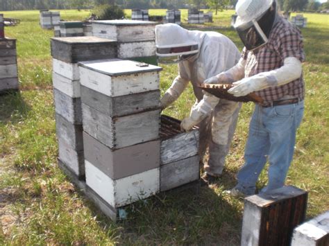 Honey Bee Hive Maintenance during the Summer Months » Newsletters