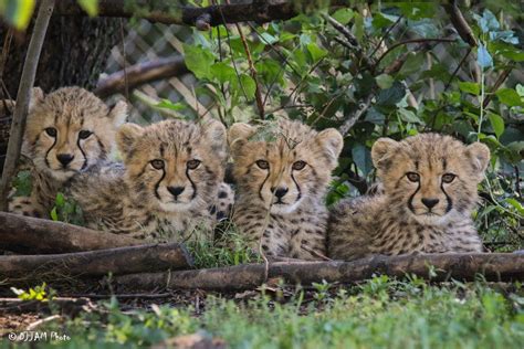 Cincinnati Zoo on Twitter | Animals wild, Cincinnati zoo, Animals and pets
