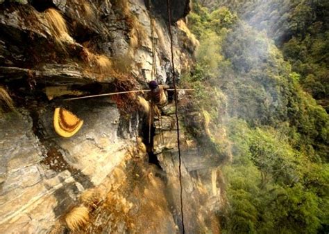 Honey Hunting In Nepal - Join our honey hunting tour, honey hunting is old age tradition of ...