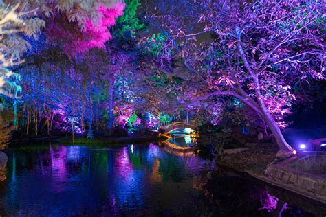 Photo gallery: Fort Worth Botanic Garden lights up season with ...