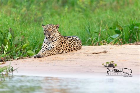 Jaguar photography in Pantanal - Pantanal Safaris