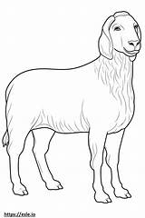 Boer Goat Cute coloring Page sketch template