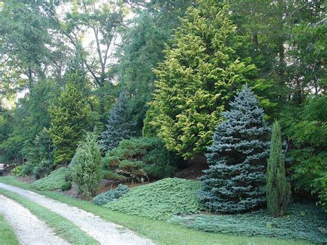 Best 8 Chic Front Yard Garden With Dwarf Pine Trees – DECOREDO ...