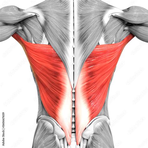 Human Muscular System Torso Muscles Latissimus Dorsi Muscle Anatomy ...