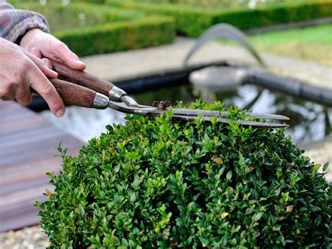 Pruning Boxwood Shrubs And The Best Time To Trim Boxwoods | Gardening ...