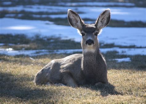 Colorado Springs, CO | Animals, Cute, Colorado springs