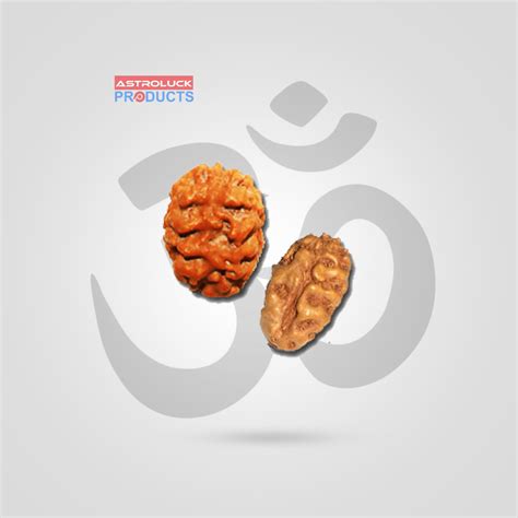 Buy 2 Mukhi Rudraksha Mala Online in India | Astro Luck Products