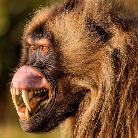 Gelada monkeys have 🔥 mouths : r/NatureIsFuckingLit