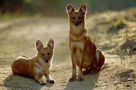 The dhole (Cuon alpinus), is also called the Asiatic wild dog or Indian ...