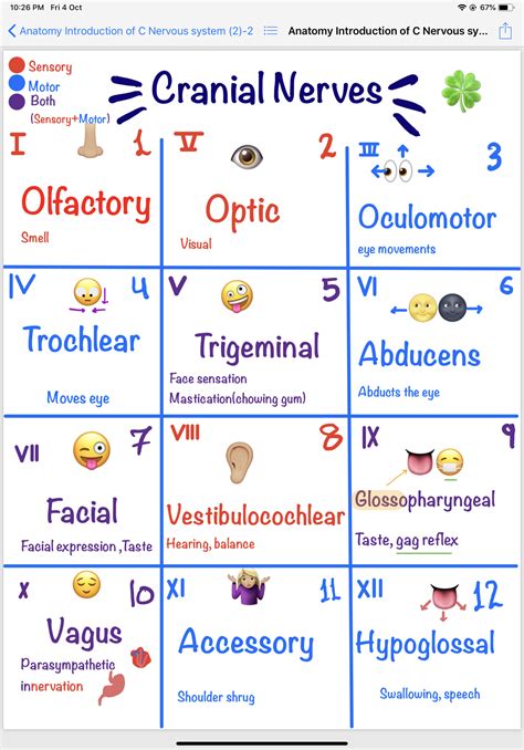 Cranial nerves 🤓🍀 | Nursing student tips, Nursing school tips, Cranial ...