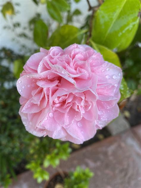 First of my camellia blooms. The perfect ones y’all love are coming ...