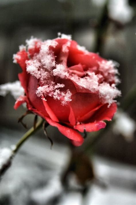 1000+ images about Roses In Snow on Pinterest | Literature, Single red ...