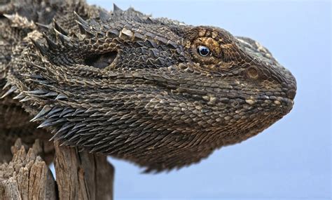 Fotografía Lagarto australiano (Pogona barbata) de Salvador Solé Soriano