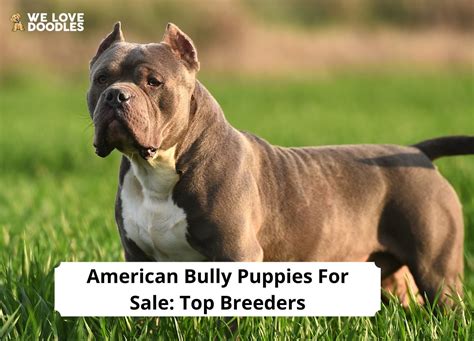 American Bully Puppies For Sale: Top 5 Breeders!