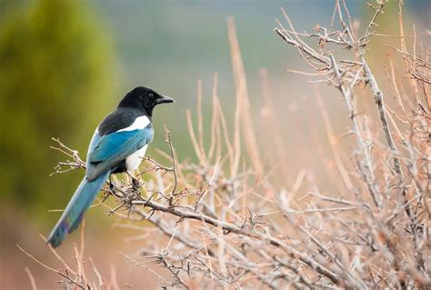 Official US State Birds | Earth Life