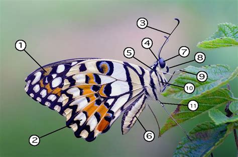 The Parts of a Butterfly - A Diagram