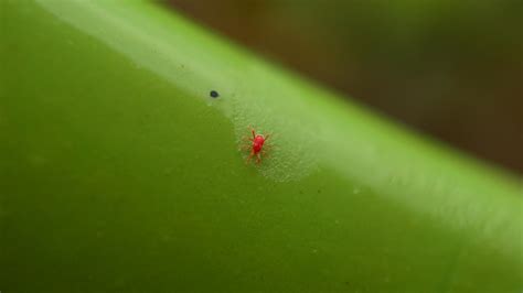 Do You Have Chiggers Crawling in Your Grass? Here’s What To Do | Free Spray Lawn Care Blog