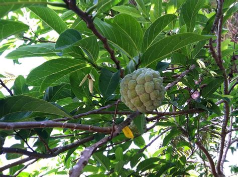 Atis tree | Guam, Island, Tree