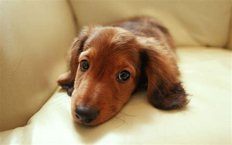 Dachshund Wallpapers - Wallpaper Cave