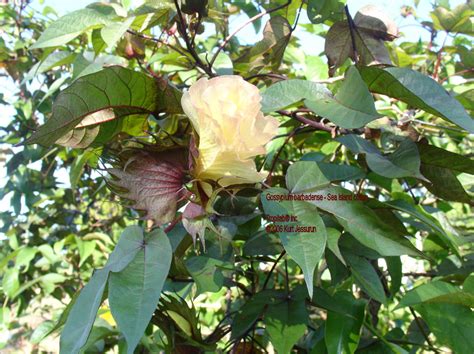 GOSSYPIUM BARBADENSE - SEA ISLAND COTTON