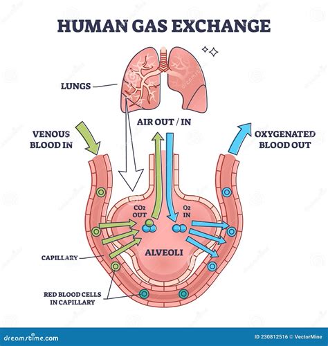 Human Gas Exchange System With Blood Oxygen Circulation Outline Diagram ...