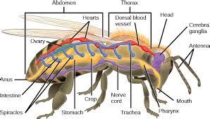 Hexapoda - General Characteristics