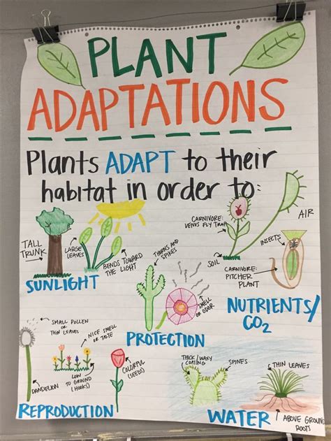 Plant Adaptations Anchor Chart | Science anchor charts, Plant ...