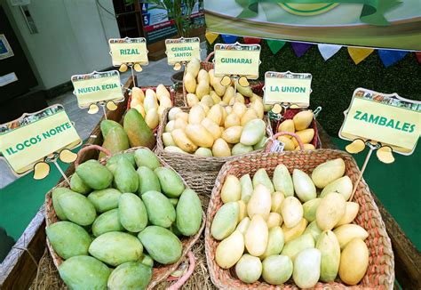 MANGO VARIETIES | Photos | Philippine News Agency