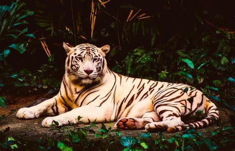 Rare Albino Tiger Outdoors Photograph by Blagovest Blagoev - Fine Art America