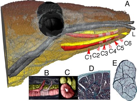 Komodo Dragon Anatomy