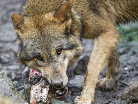 Do wolves eat vegetarian? - Rankiing Wiki : Facts, Films, Séries, Animes Streaming & entertainment