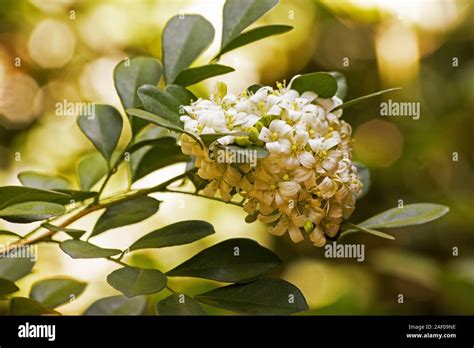 Orange jasmine plant flowers Stock Photo - Alamy