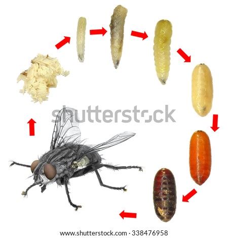 Housefly Stock Photos, Royalty-Free Images & Vectors - Shutterstock