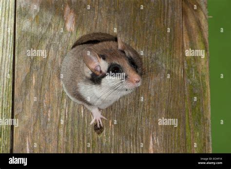 Garden dormouse, garden-dormouse, nesting box, birdhouse, Gartenschläfer, Garten-Schläfer ...