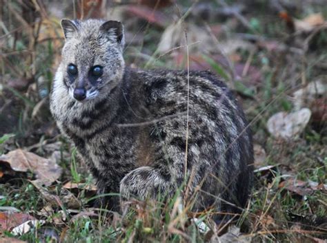 Malabar Large-Spotted Civet | Rare animals, Mammals, Endangered animals