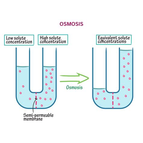 Biochemistry Glossary: Osmosis & Osmolarity: 1. Osmosis | ditki medical ...