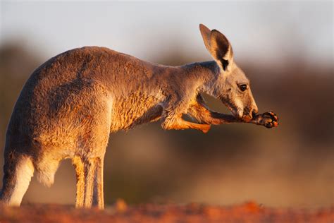 How Do Kangaroos Survive the Desert? | Ask A Biologist