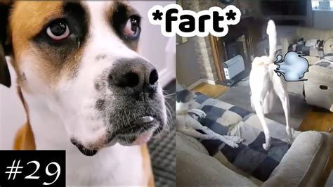 Farting Dogs Compilation 🐶😂 | Funny Farting Dogs Reaction HD - YouTube