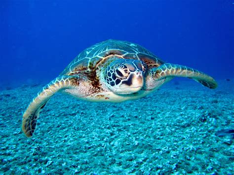 Sea turtles and the environment – Sea Turtle Preservation Society