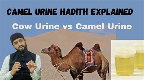 Drinking Camel Urine Hadith Explained | Cow Urine vs Camel Urine ...