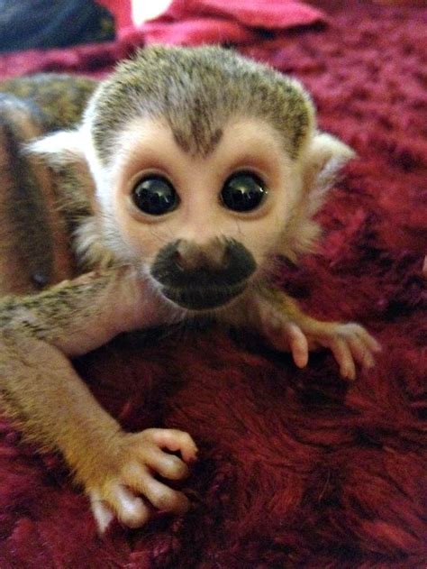 Kingston the Squirrel Monkey | Baby squirrel, Baby animals, Cute animal pictures