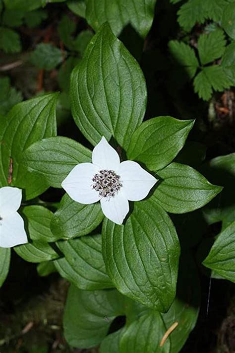 Amazon.com : 1 oz Seeds (Approx 4809 Seeds) of Cornus Canadensis, Bunchberry Dogwood Flower ...