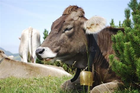 Cow With Cowbell Royalty Free Stock Photo - Image: 26444655