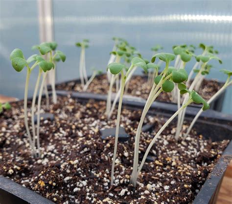 How to Prevent and Fix Leggy Seedlings ~ Homestead and Chill