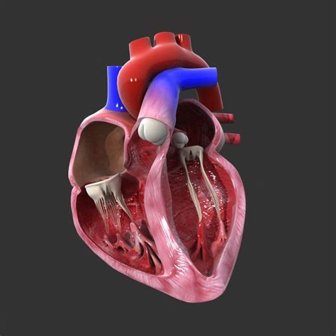 Human heart medical animation model - TurboSquid 1227482