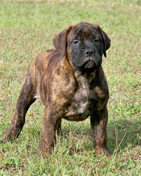 Blue Bullmastiff Puppies Picture - Dog Breeders Guide