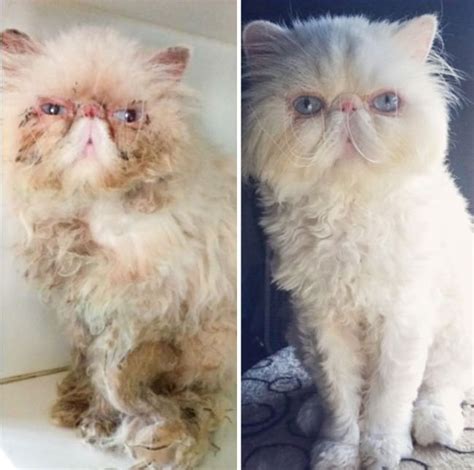 24 Cats Before And After - BuzzSharer.com