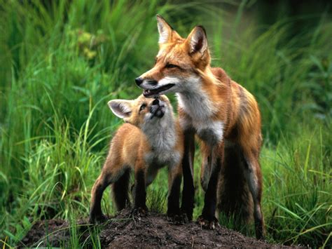 Mom and baby foxes - Fox Photo (24577048) - Fanpop